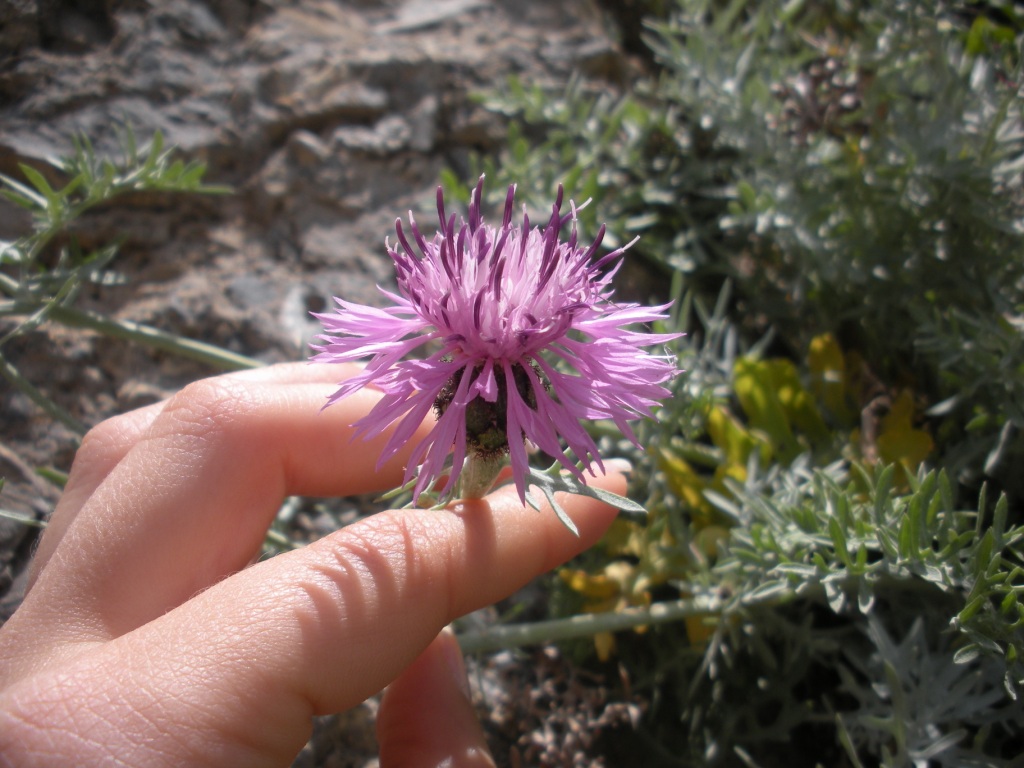 Centaurea cineraria / Fiordaliso delle scogliere